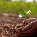 Poor Garden Growth - Improve Soil Water and Sunlight