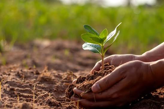 Poor Garden Growth - Improve Soil Water and Sunlight