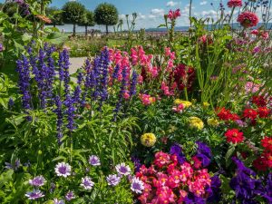 Shady Garden Areas - Choose Plants That Grow Better